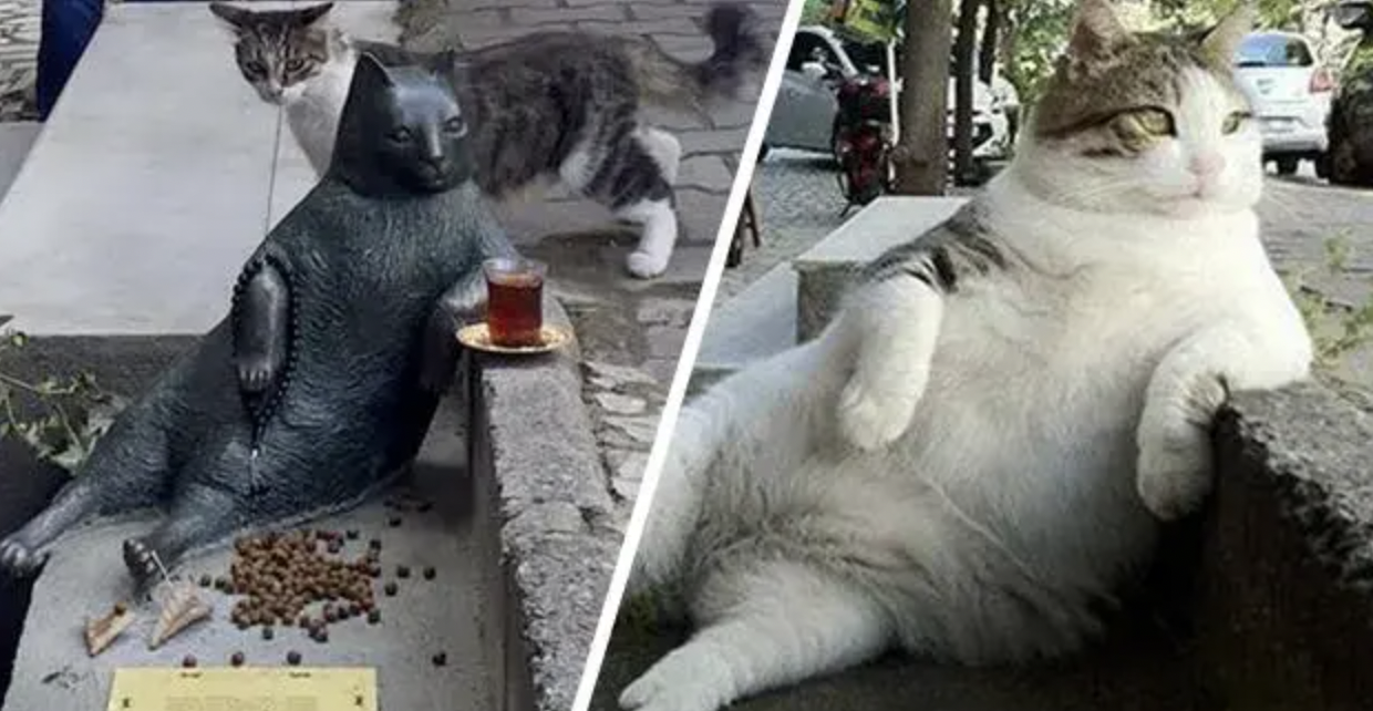 Tombili, el gato más querido de Estambul al que le hicieron una estatua