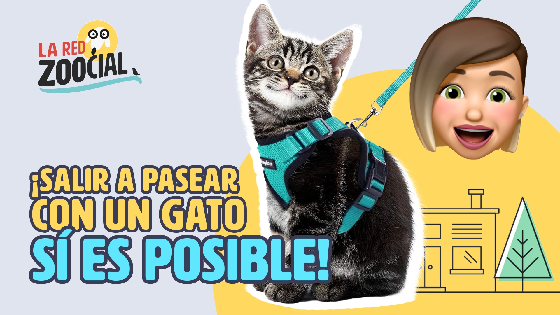 ¿Puedo sacar a pasear a mi gato?