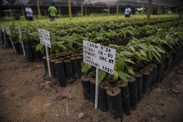 Cacao, café y plátano para creer en la paz en el Caquetá