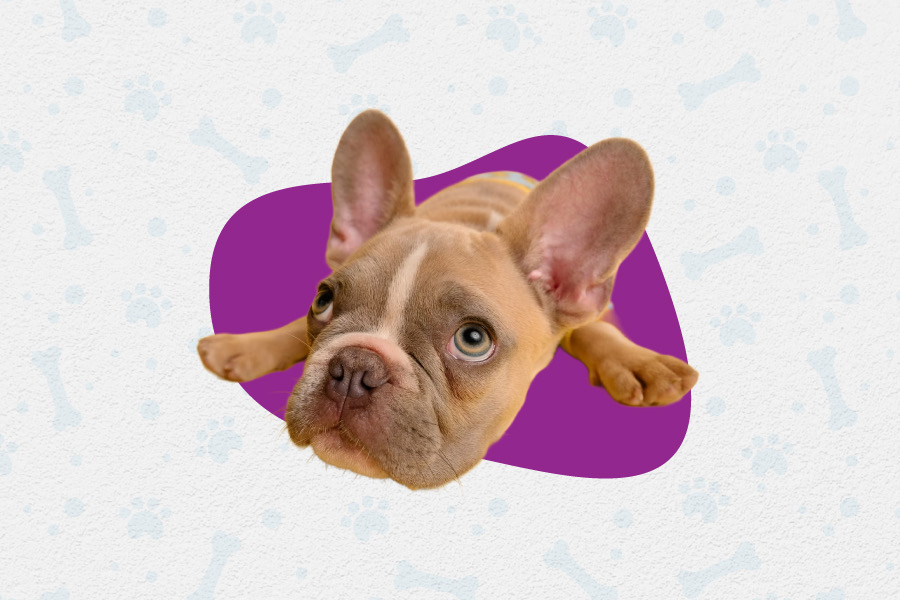 Línea de Mascotas Pharvet: innovación natural para el bienestar animal