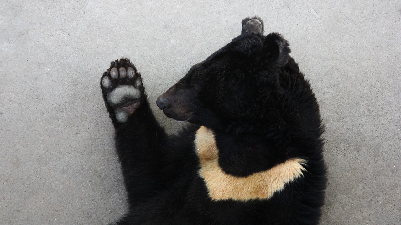 Familia compró un perro grande y terminó siendo un oso en peligro de extinción
