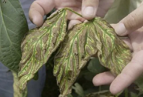 ¿Cómo muestran las plantas internamente el estrés?