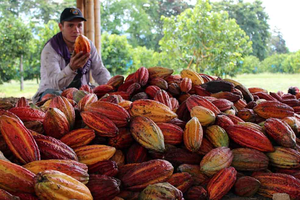 Los frutos del Valle del Cauca