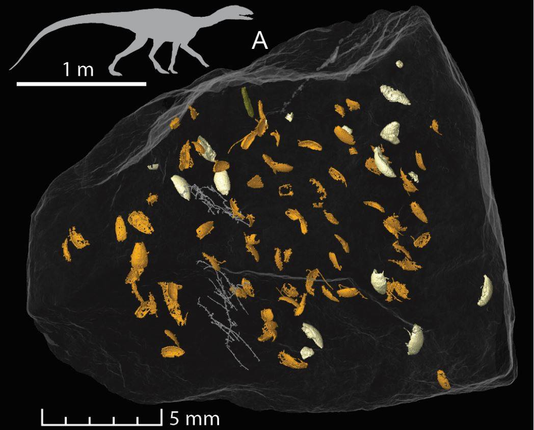 Descubren nueva especie de escarabajo en un fósil de popó de dinosaurio