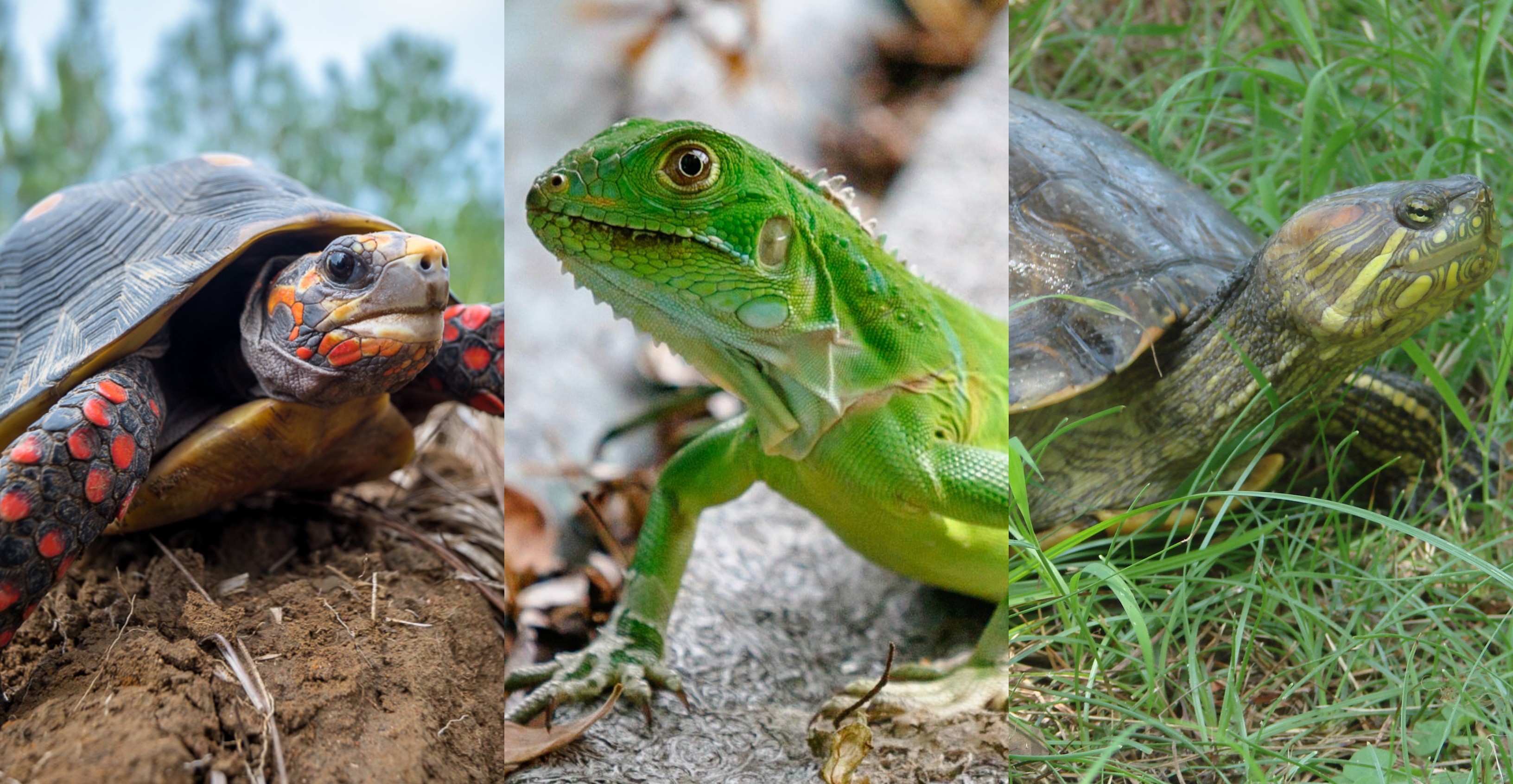 La tortuga morrocoy, la iguana verde y tortuga hicotea figuran entre los animales silvestres más consumidos durante la principal celebración religiosa en Colombia.