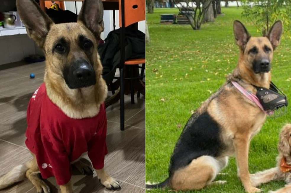 Le roban a su perrita de apoyo a hombre en condición de discapacidad en Bogotá