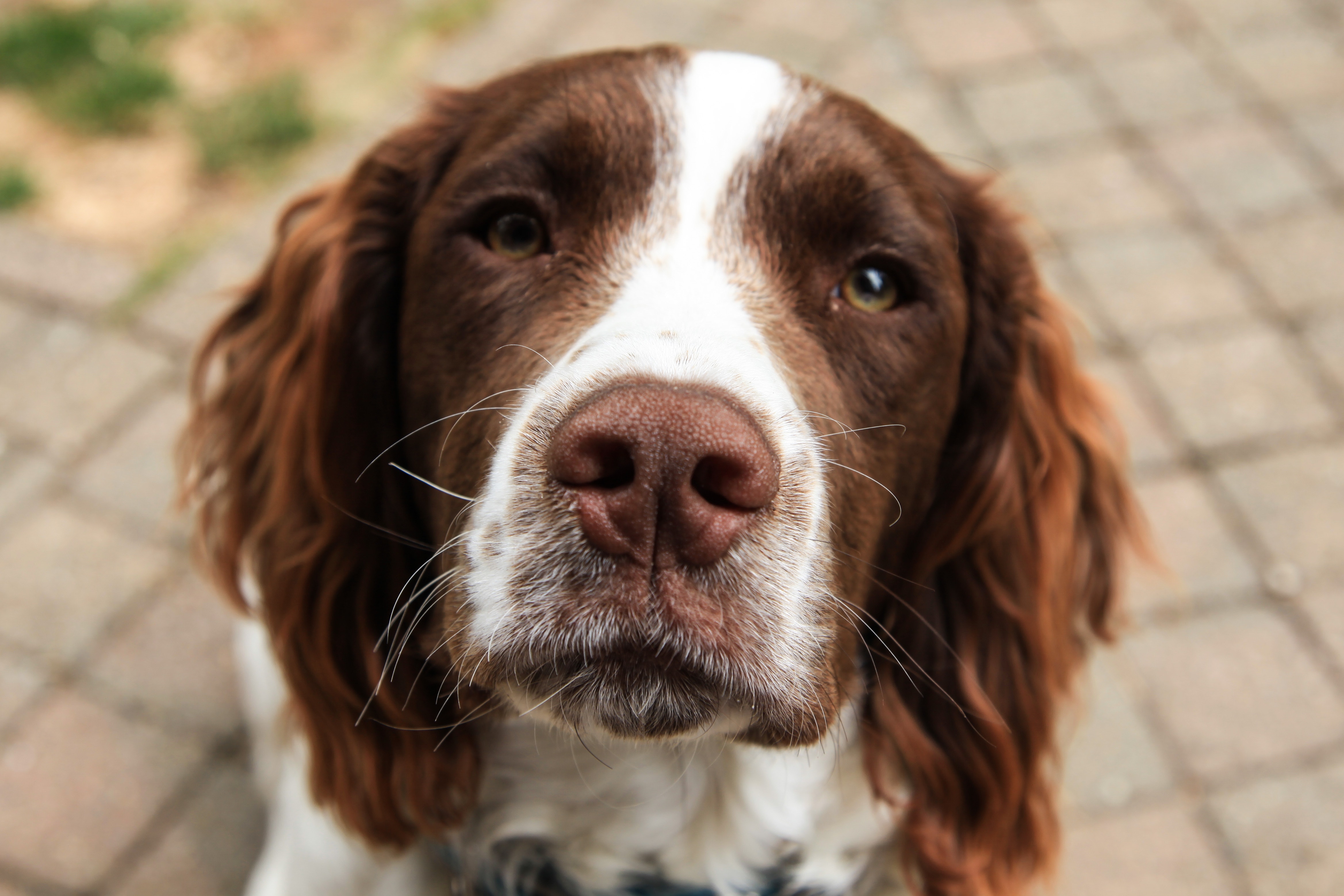 10 cosas que tu perro puede saber de ti