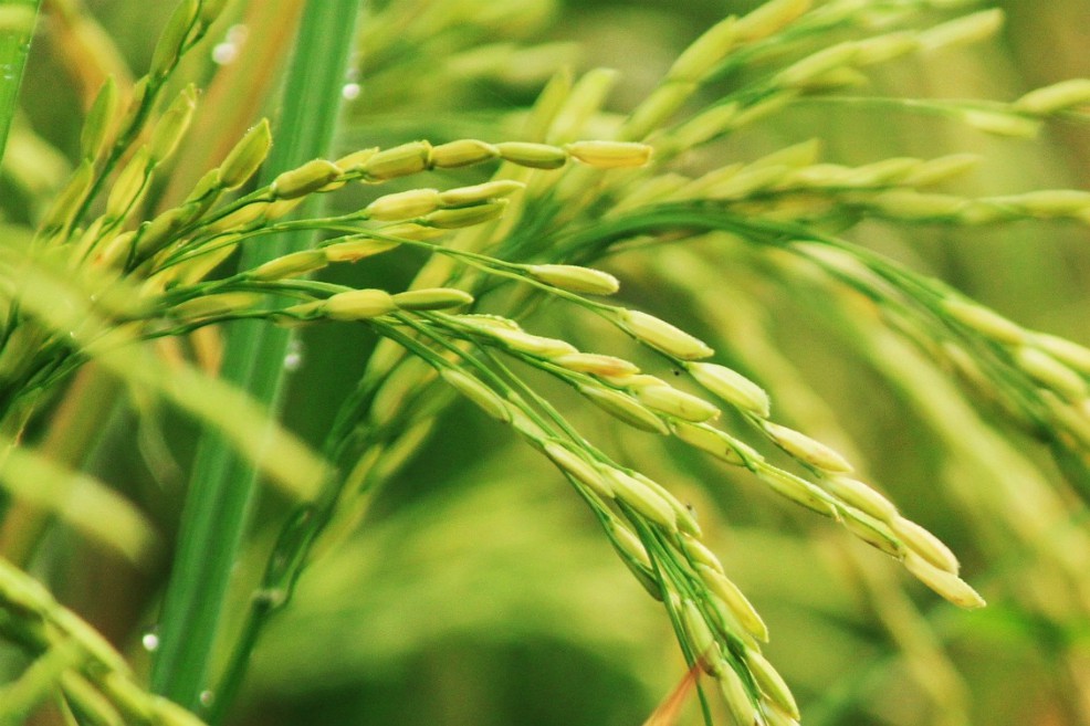 Consejo Nacional del Arroz se reunirá el próximo 22 de enero