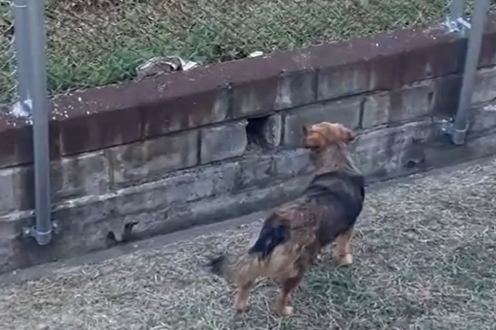 Perrito ocasionó que operaciones en Metro de Medellín se detuvieran, ¿qué pasó?