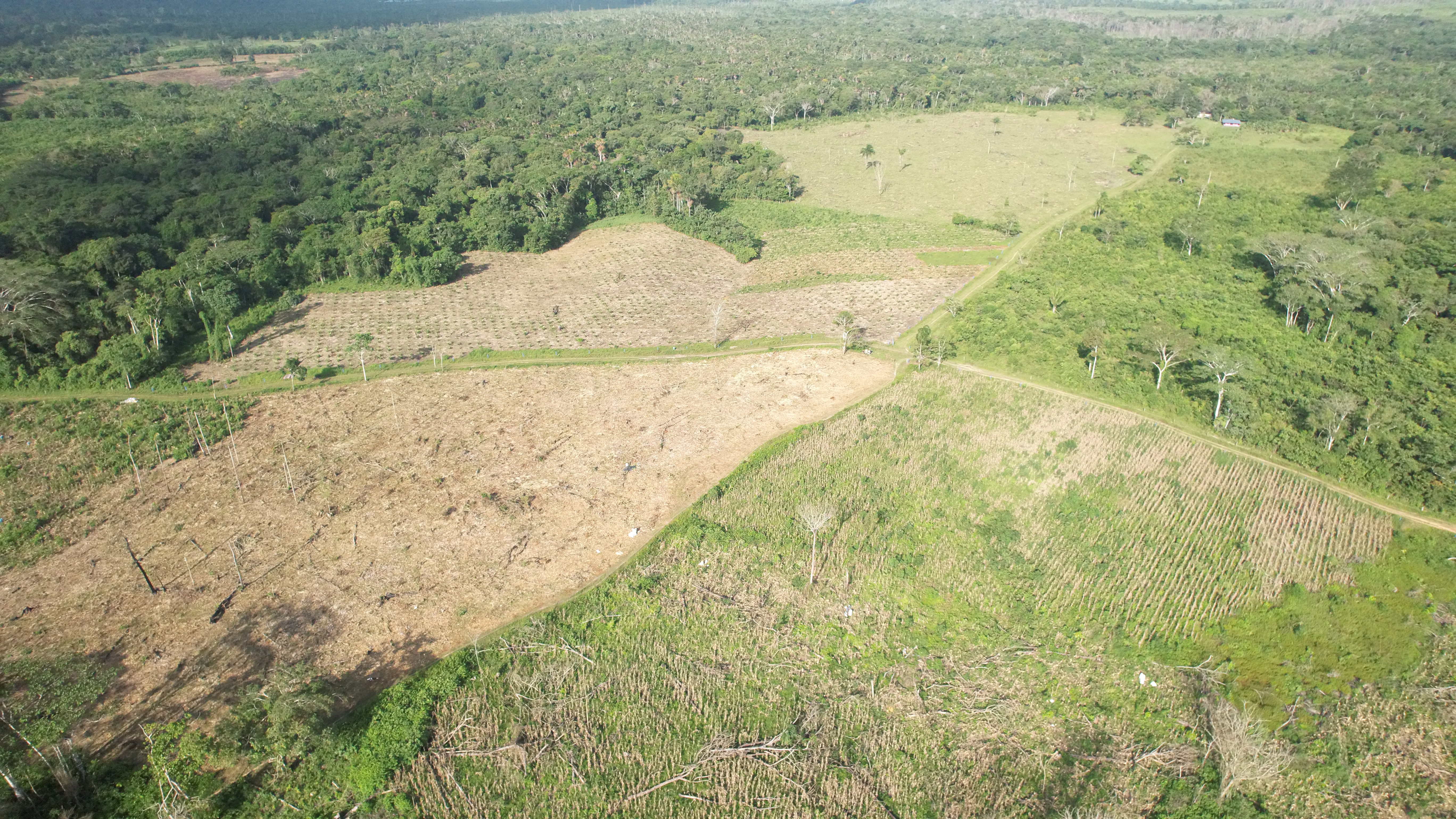 En 2021 se deforestaron 174.103 hectáreas en el país.