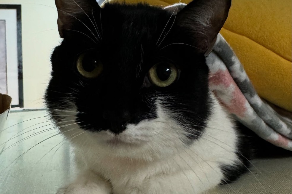 Gatita termina en un refugio después de que su familia se muda y la abandona