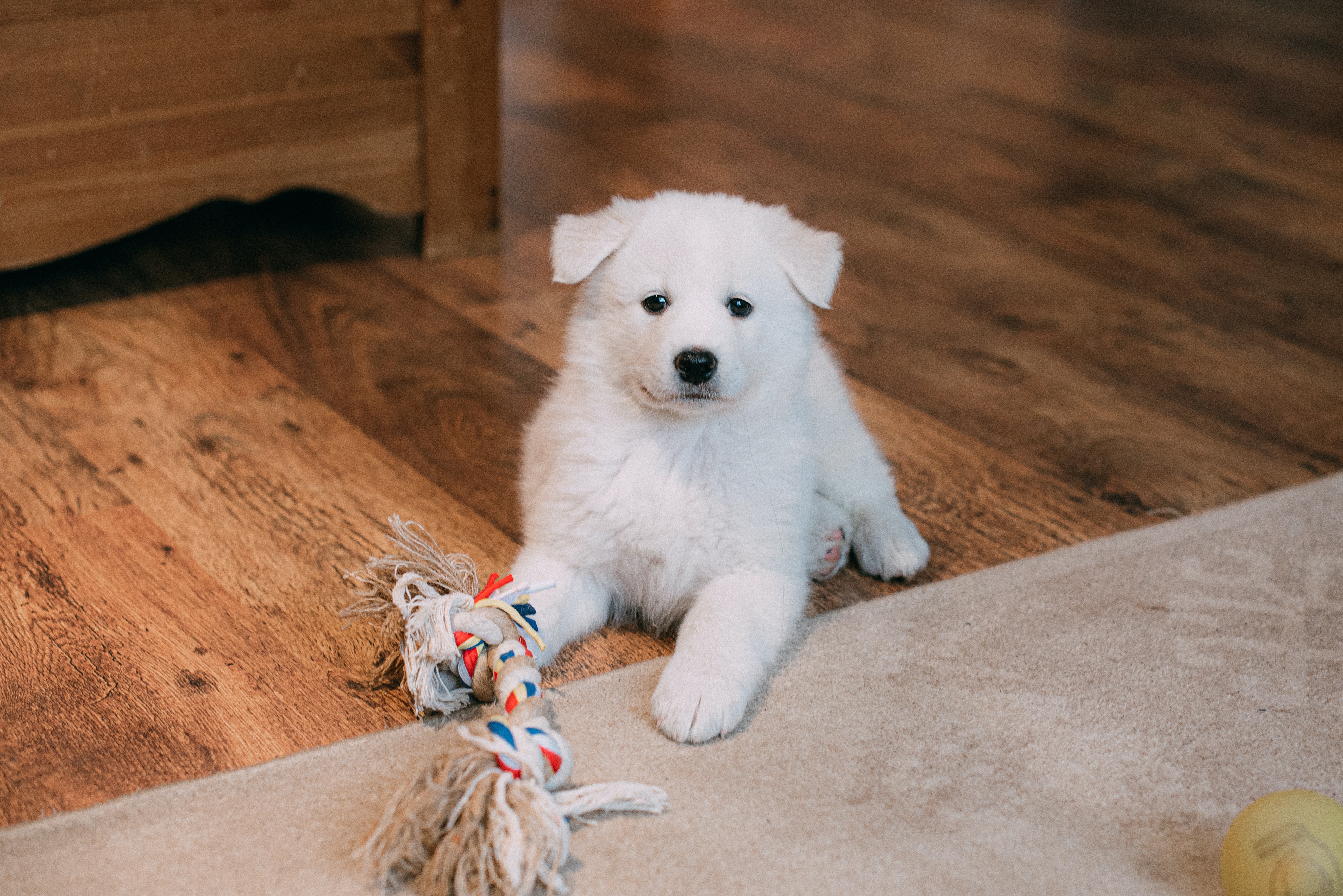 Perros | Consejos para que tu mascota deje de ladrar
