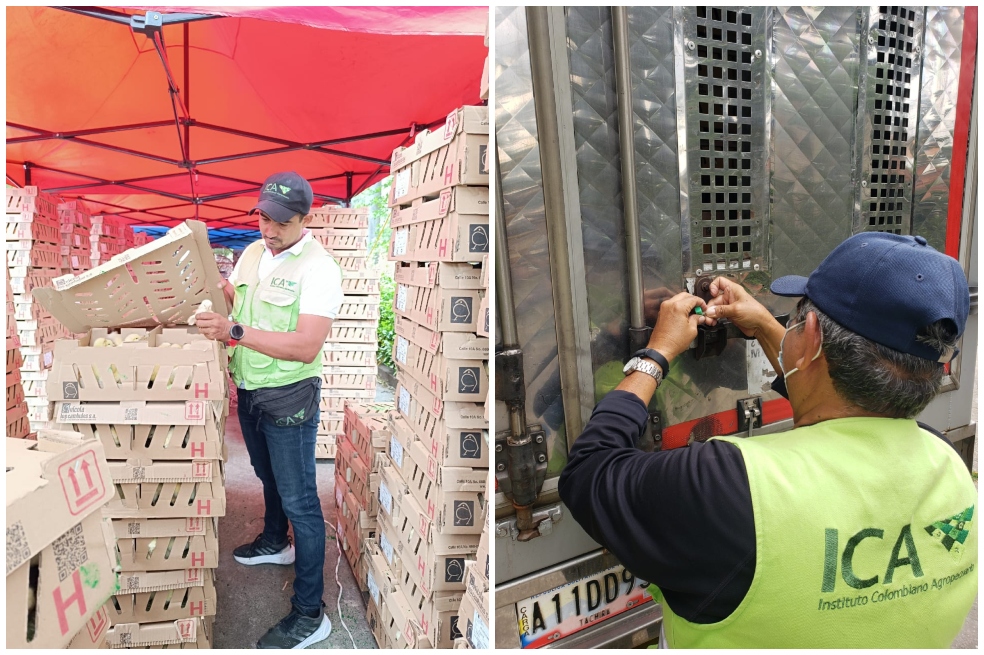 ¿Cuántos pollitos de engorde y postura ha exportado Colombia a Venezuela en 2024?
