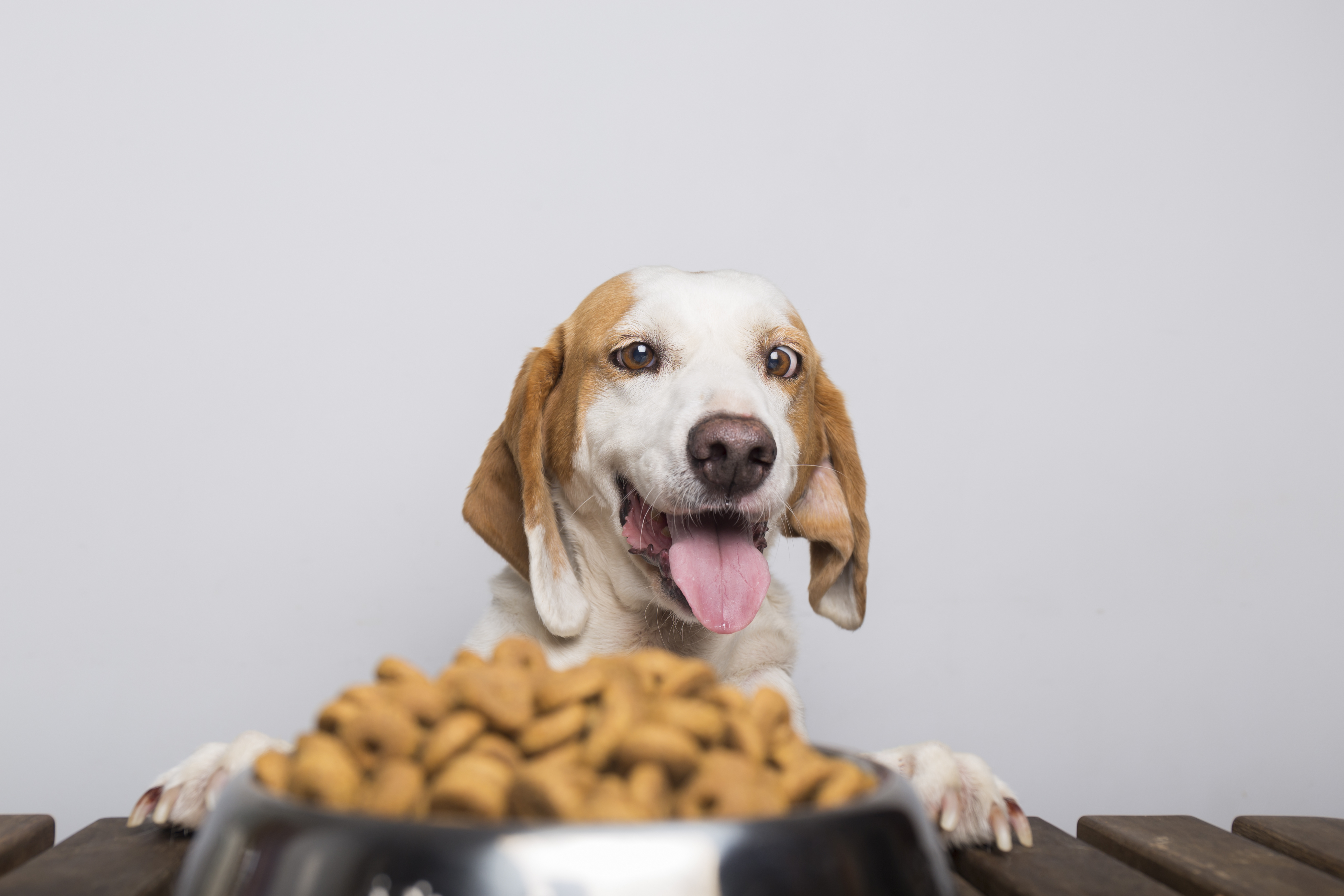 Lo más importante, a la hora de escoger un tipo de alimentación para su canino, es contar con los nutrientes necesarios que mantengan a su mascota saludable. En La Red Zoocial le contamos las alternativas que tiene.