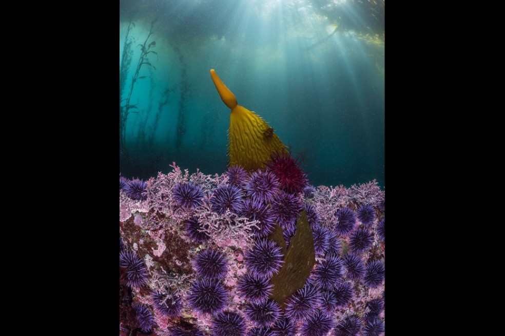 En la categoría ‘Vida acuática’ ganó Kate Vylet. En esta fotografía “vemos cómo los erizos pertenecen a los bosques de algas tanto como las propias algas; más importante aún, desempeñan un papel crucial como detritívoros: comen algas muertas y alimentan la vida marina que se encuentra más arriba en la cadena alimentaria”, aseguró la fotógrafa conservacionista y científica marina.
