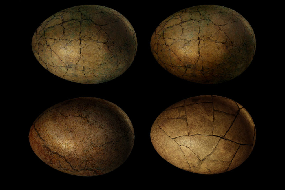 ¿Cómo hacían los dinosaurios para incubar sus huevos sin aplastarlos?