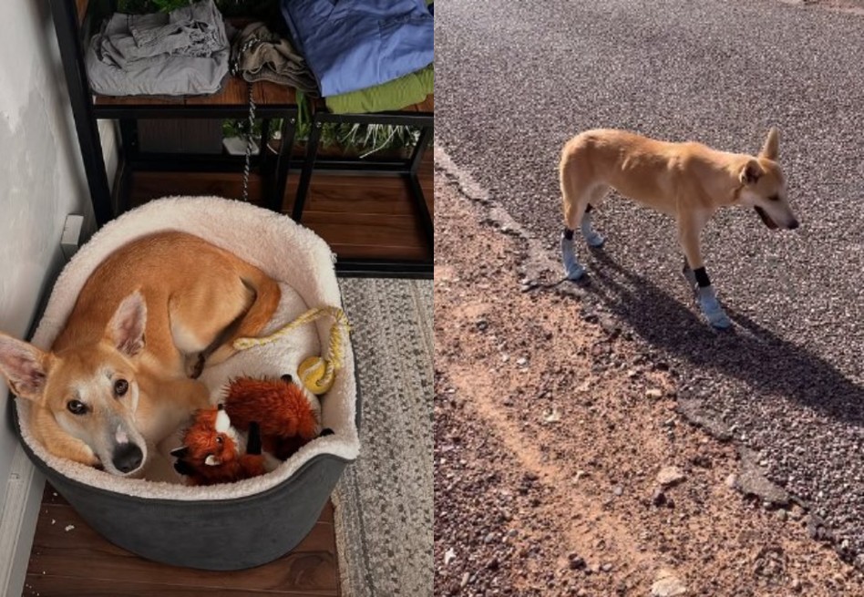 Perrita los siguió por el desierto y ellos le dieron un hogar: la historia de Hara