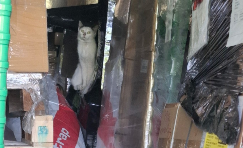 Impactante: gato sobrevive un mes en un contenedor sin agua ni comida