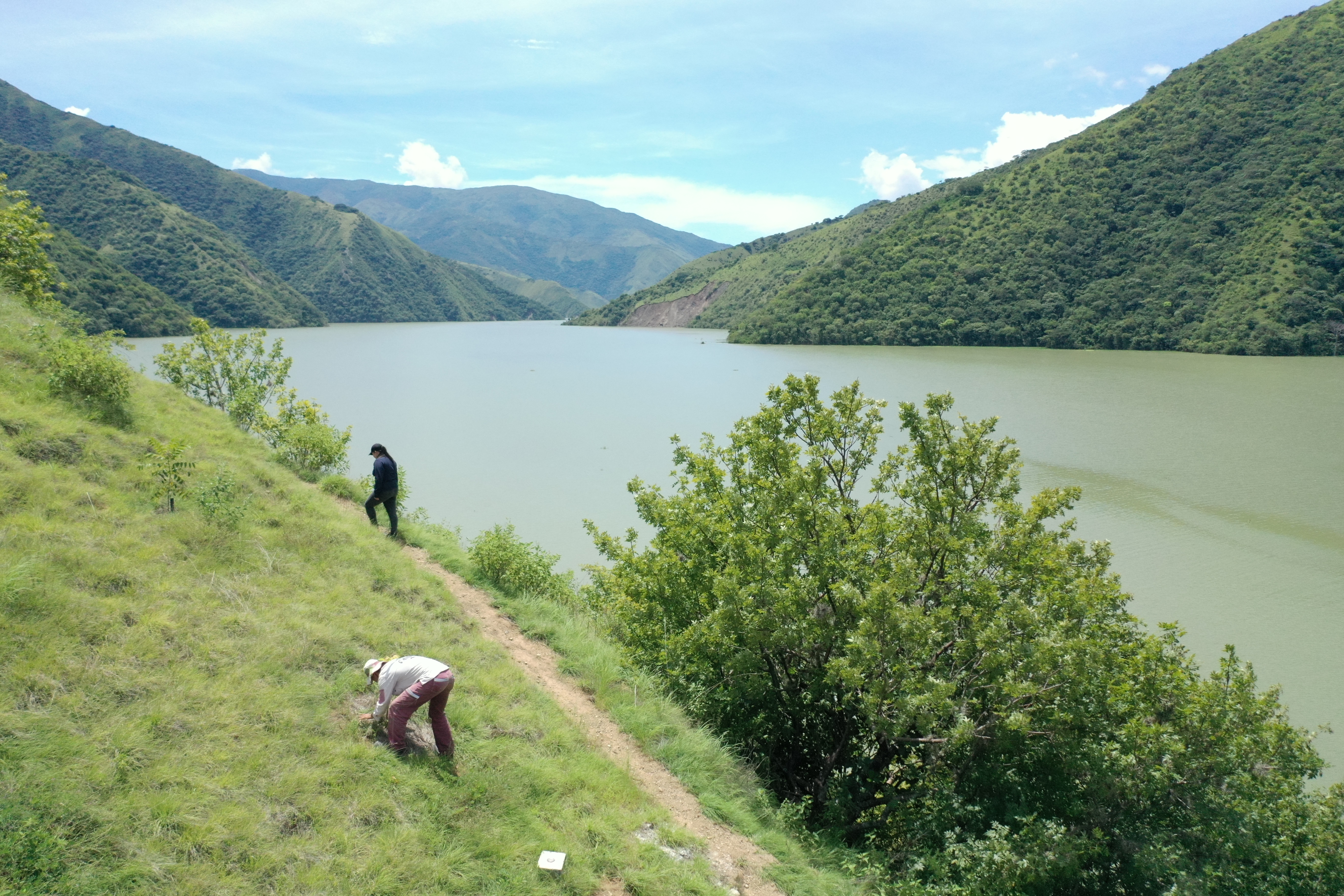 Las tareas para restaurar un bosque amenazado en el corazón de Hidroituango