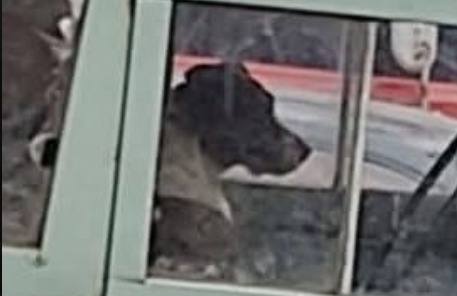 Esto pasó con los perros que estaban en el carro que se llevaron a patios