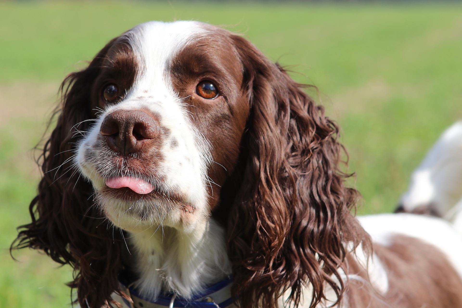 (VIDEO) ¿Cómo son los perros springer spaniel? Características y cuidados