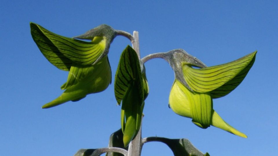 La planta que parece un colibrí y sorprende por su extraña forma: origen y cuidados