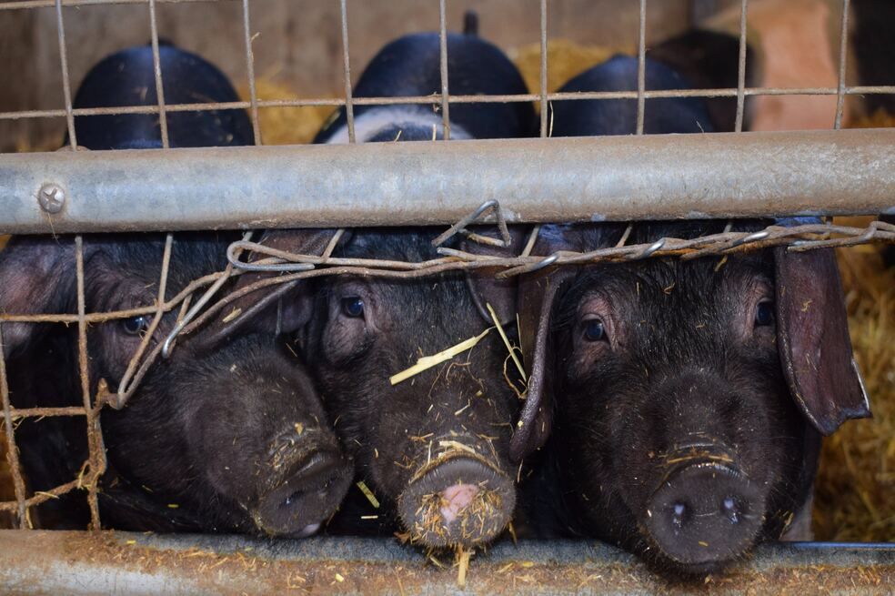 El “especismo”: la explotación animal como forma de discriminación