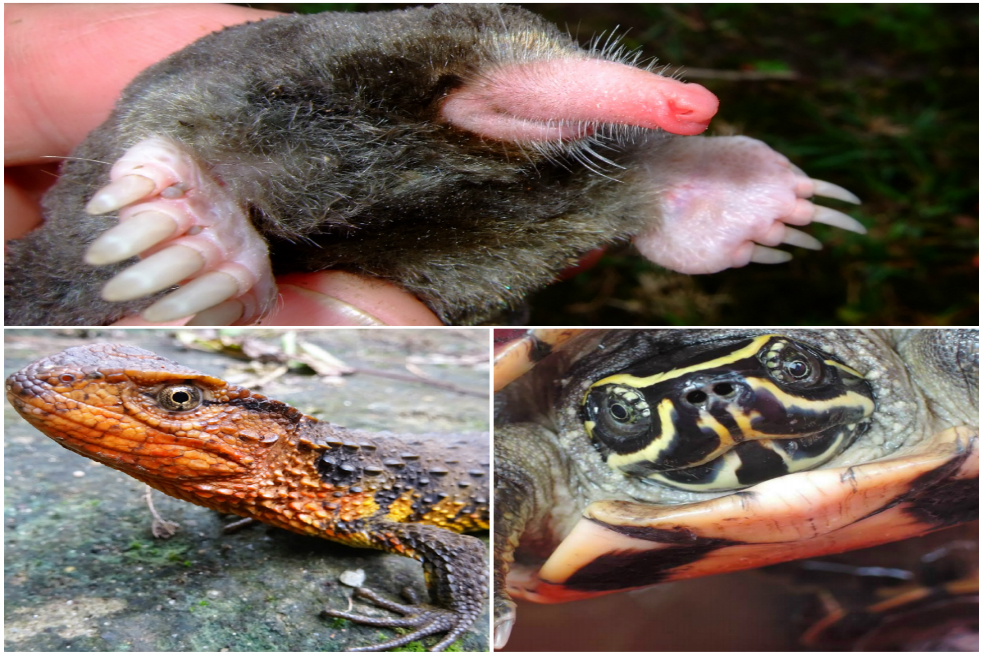 Una tortuga «come caracoles» y otras 114 especies descubiertas en Asia