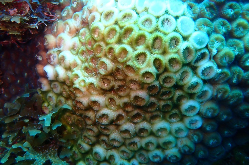 La enfermedad se propaga rápidamente y causa altas tasas de mortalidad en los corales, incluyendo a los que forman arrecifes y son de más lento crecimiento y más longevos, como los corales estrella, los corales cerebro y los corales pilar.