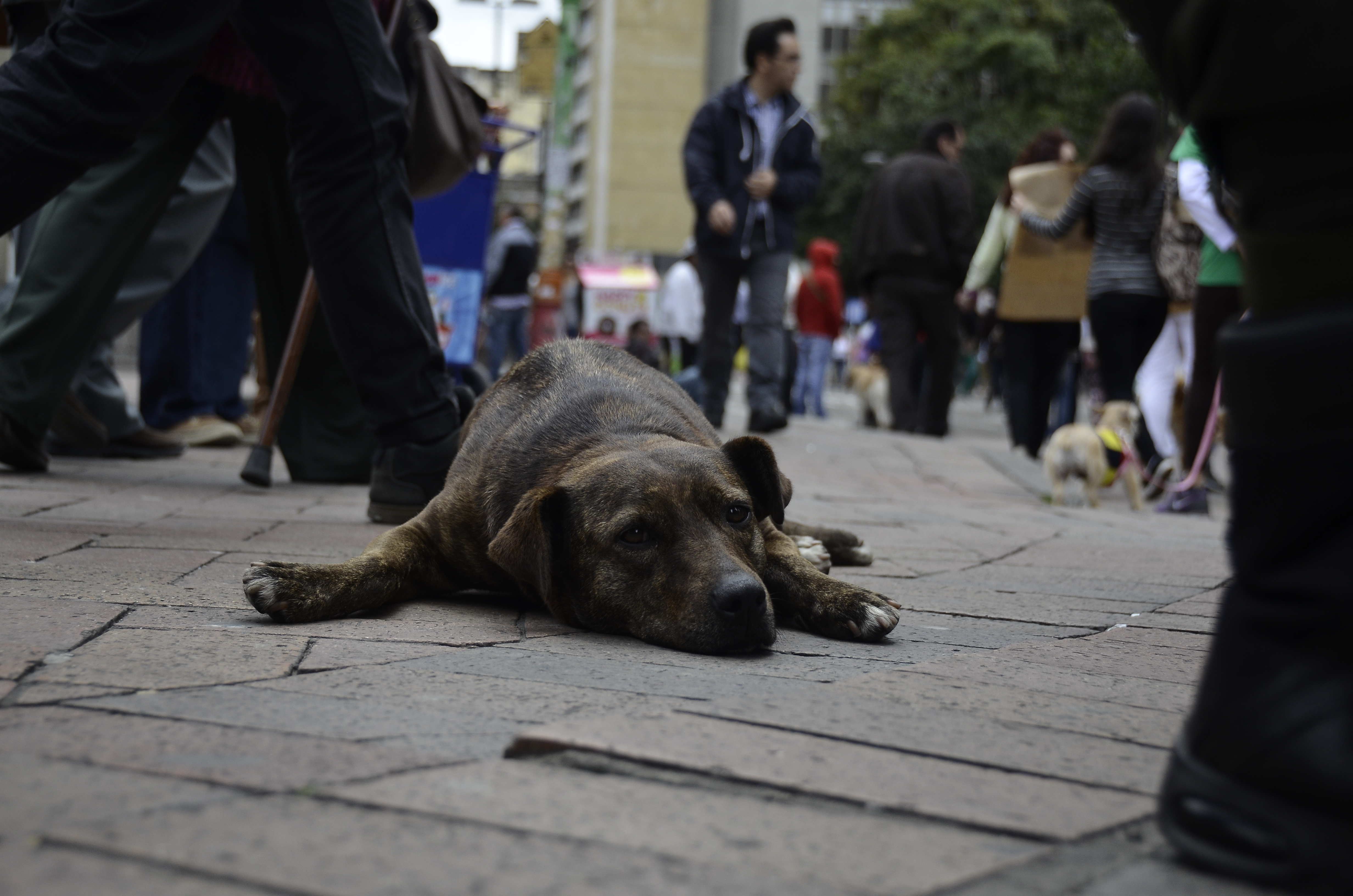 ¡Bájele, Perrito! Bogotá crea mesa interinstitucional para frenar atropellamientos animales