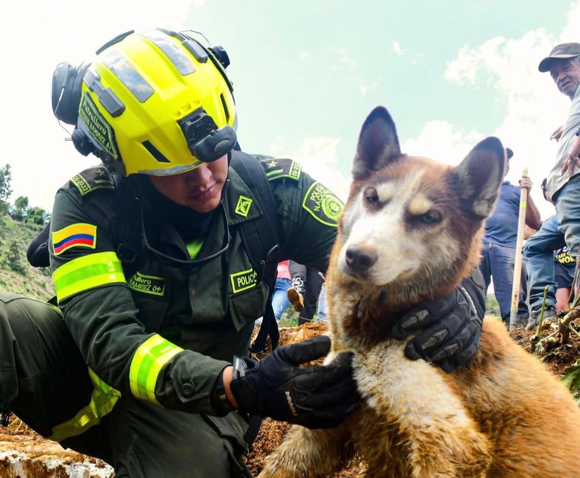 Tras emergencia en Bello, autoridades atienden a más de 100 animales afectados