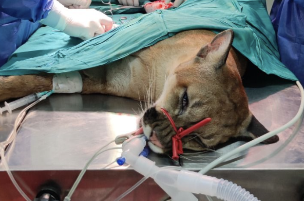 Llevan a un puma concolor en ambulancia hasta Villavicencio: este es su estado de salud