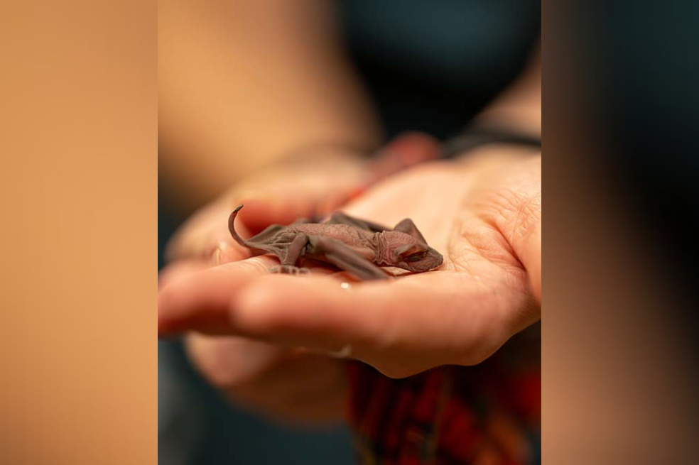 Ganador 2025: Documentación de animales

En esta serie de imágenes, verás la historia del zorro volador de cabeza gris. Este megamurciélago australiano ha sufrido un grave declive en los últimos años, debido principalmente a la persecución humana y la pérdida de su hábitat. A menudo se encuentran murciélagos jóvenes heridos, huérfanos o enfermos, que son llevados a centros especializados en el rescate de fauna silvestre, donde se les rehabilita y se les devuelve a su hábitat natural. Fui testigo de parte de este proceso, además de ver una colonia en libertad: su tranquilo vuelo mientras salían en busca de alimento al atardecer era simplemente impresionante.