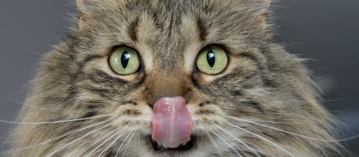 ¿Cuándo un gato te lame qué significa? Estas son 3 razones