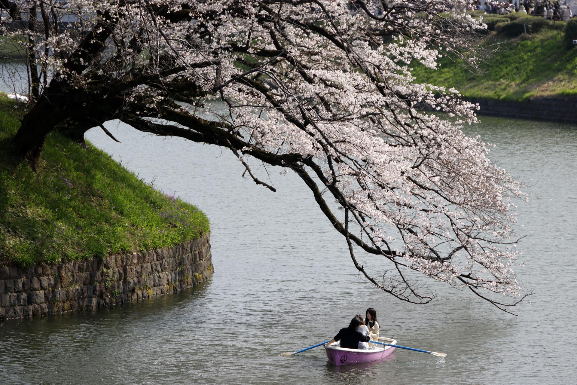 TOKYO (Japan), 30/03/2026.- People rowing a boat enjoy the view of cherry blossoms in full bloom at Chidorigafuchi Moat in Tokyo, Japan, 30 March 2026. Cherry blossoms in central Tokyo have reached full bloom slightly earlier than usual this year. (Japón, Tokio) EFE/EPA/FRANCK ROBICHON
