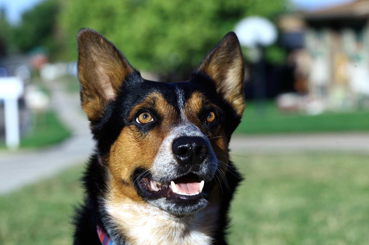 Las cosas que los perros pueden percibir