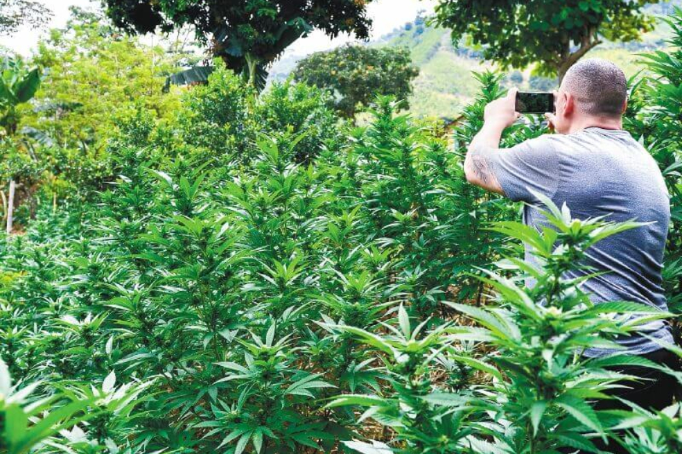 Marihuana, vieja guerra en el norte del Cauca