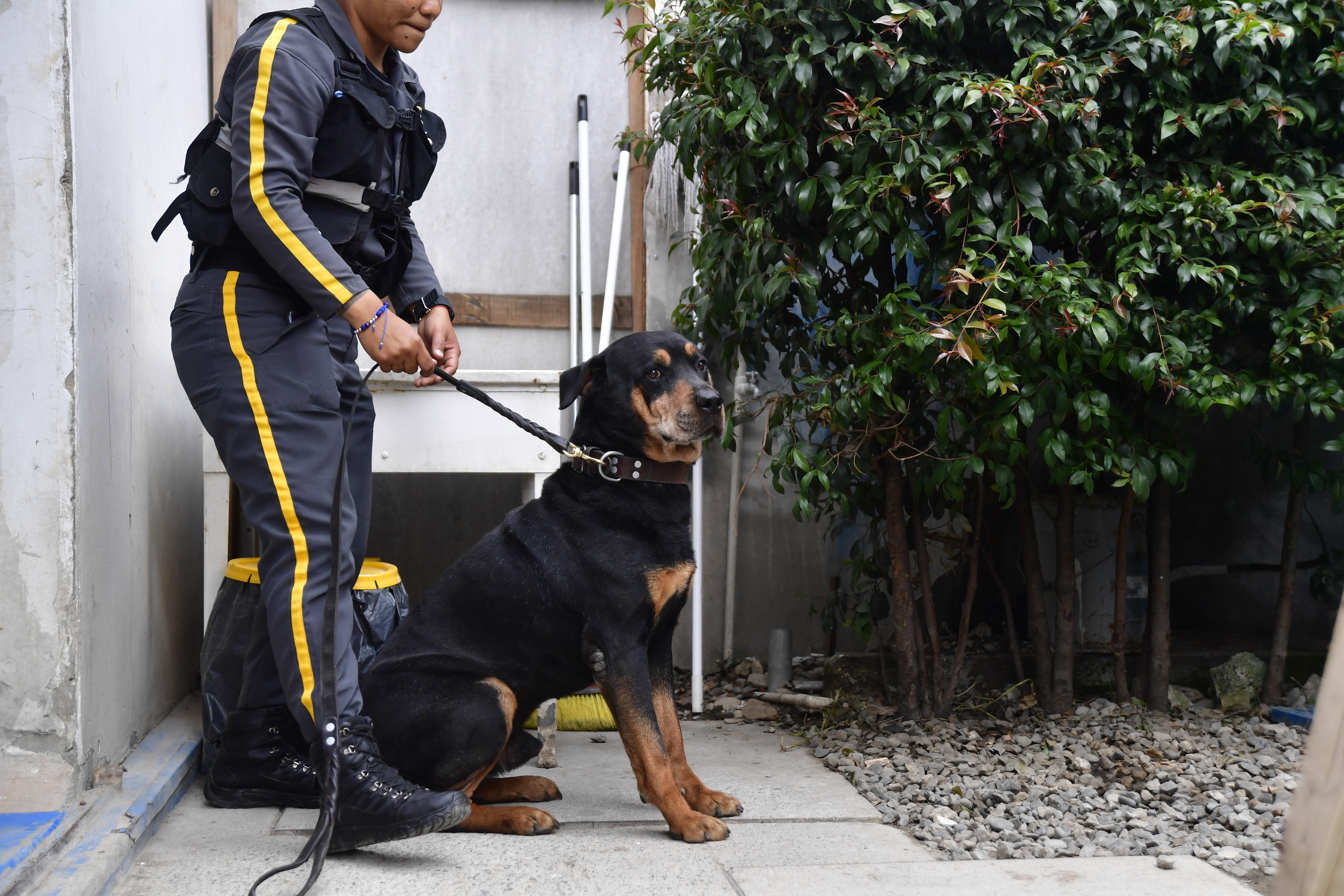 Aspectos de caninos que se encuentran al servicio de vigilancia privada