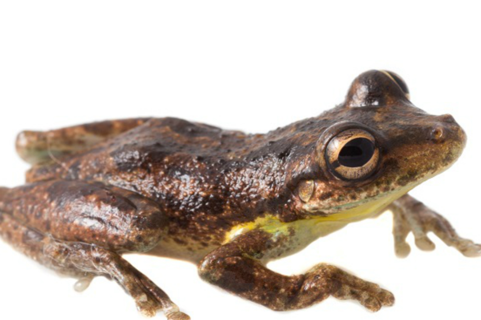 Una nueva especie de ranas fue hallada en Antioquia