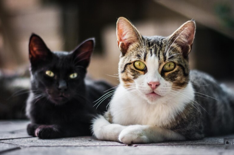 ¿Los gatos también imitan expresiones faciales?