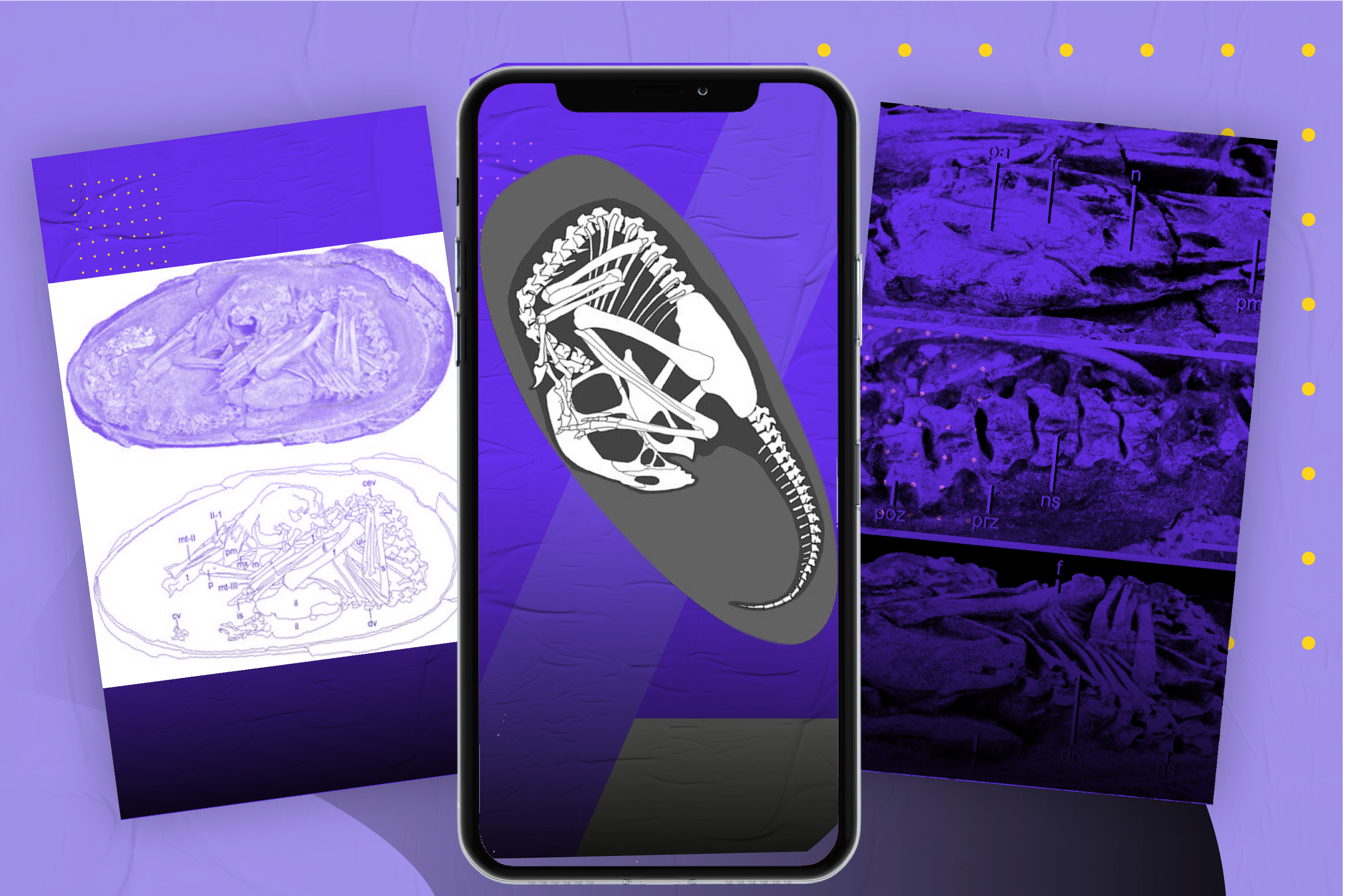 El embrión de dinosaurio que fue encontrado perfectamente preservado