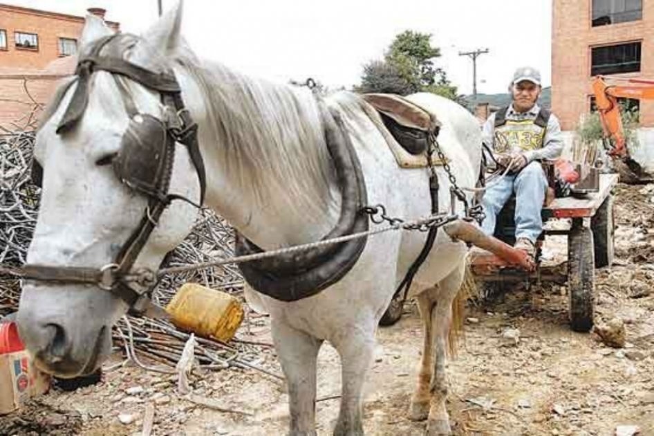 Murió caballo en Armenia por falta de atención médica