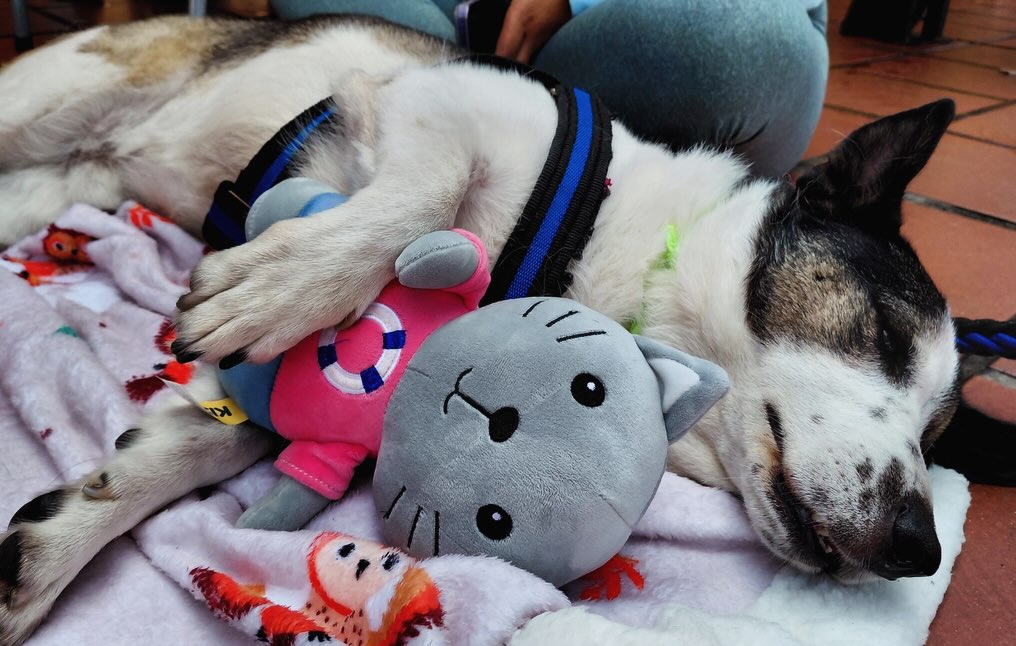 Pirata, perrito de ocho años y sin un ojo, fue adoptado: “es un símbolo de esperanza”