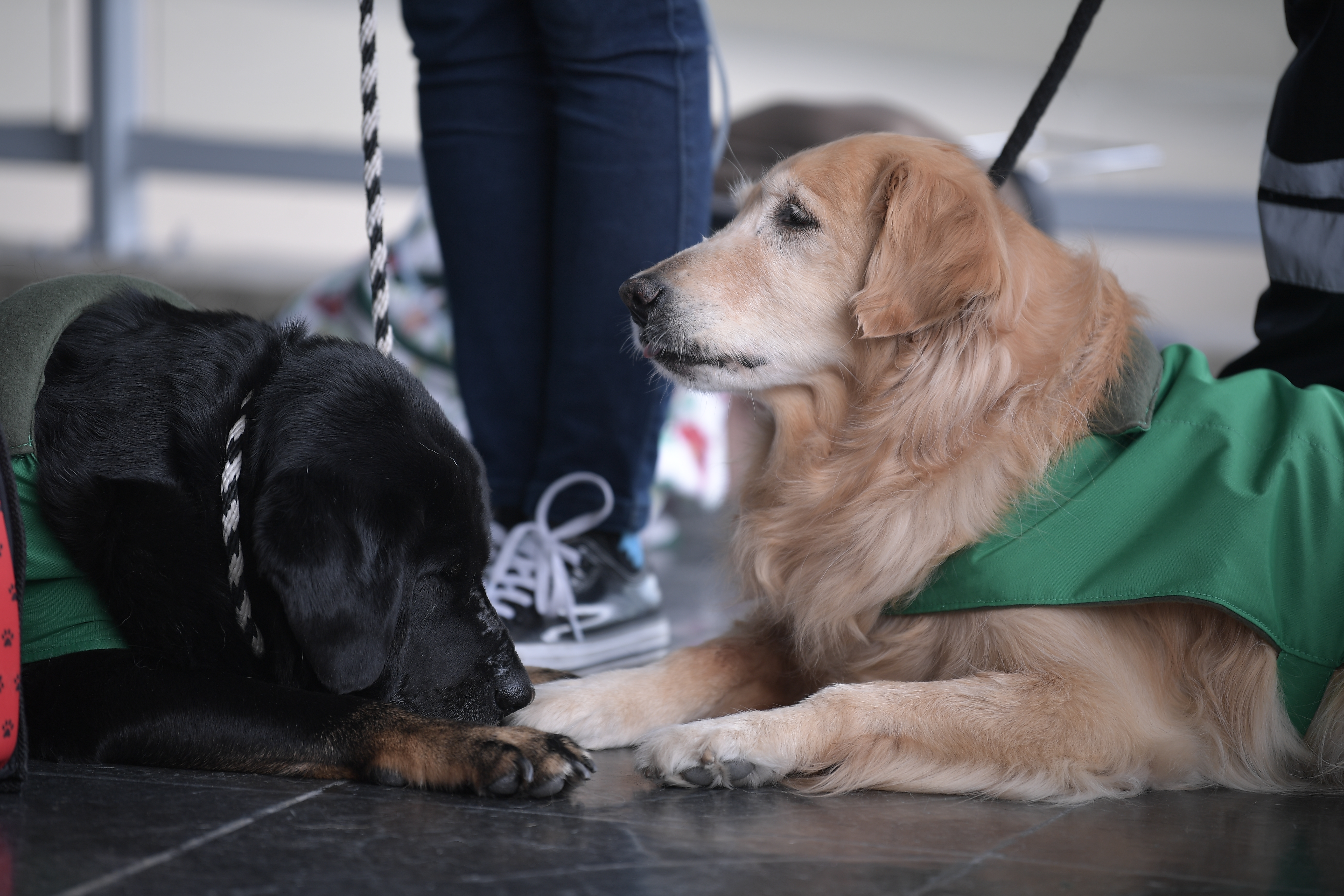 Animales de compañía en TransMilenio: entre el abandono y la instrumentalización