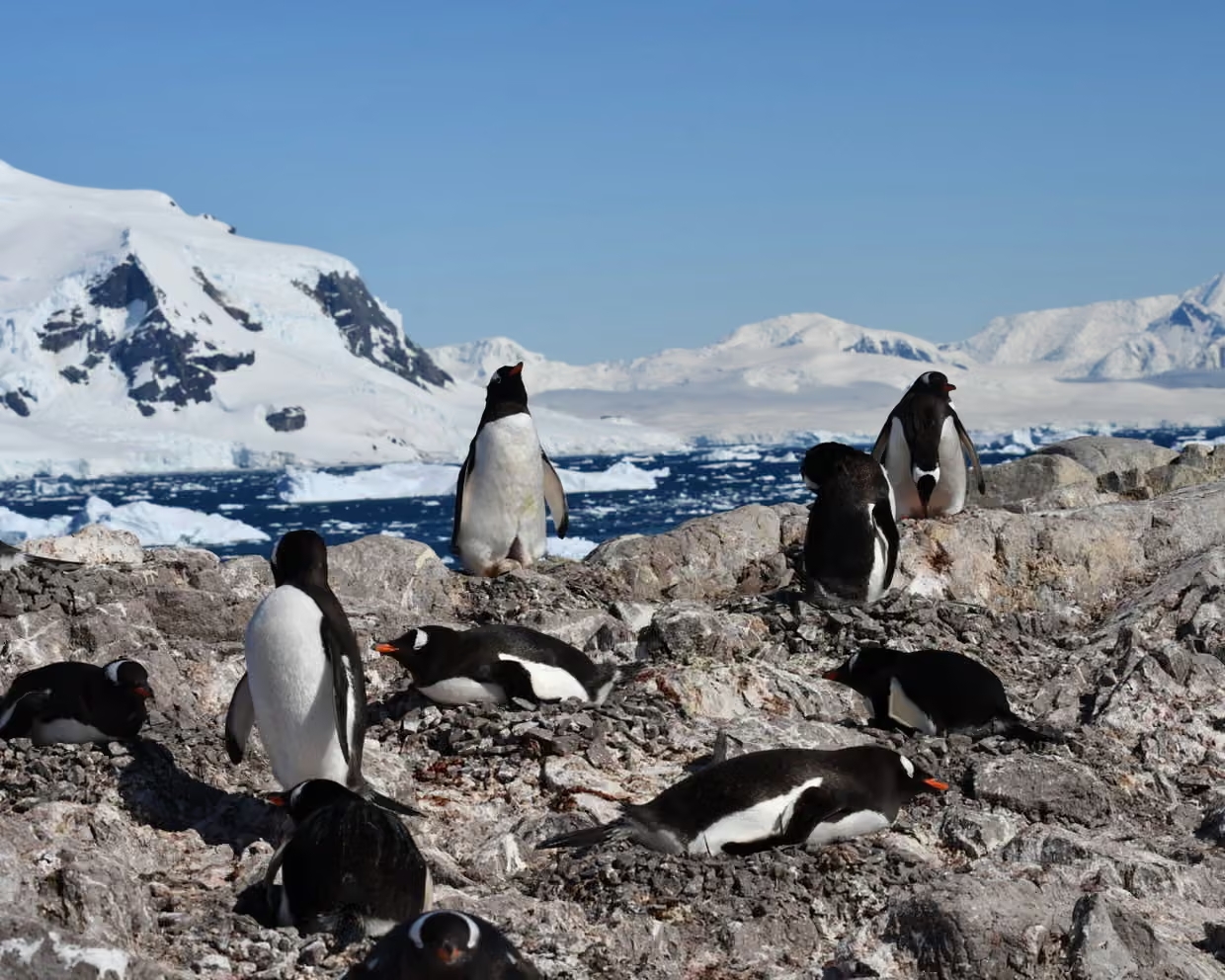 Los pingüinos gentoo mostraron el mayor cambio, con un adelanto promedio de 13 días en su temporada reproductiva.