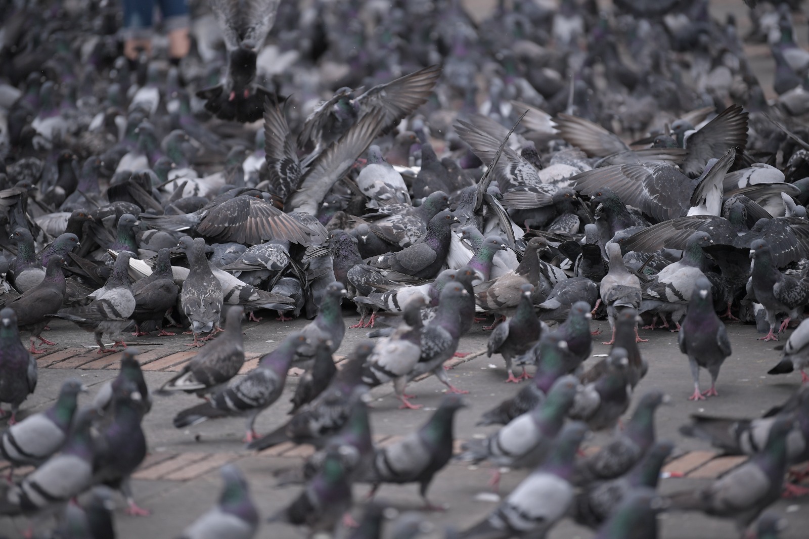 ¿Asadero de palomas? La mentira que creció en redes sociales