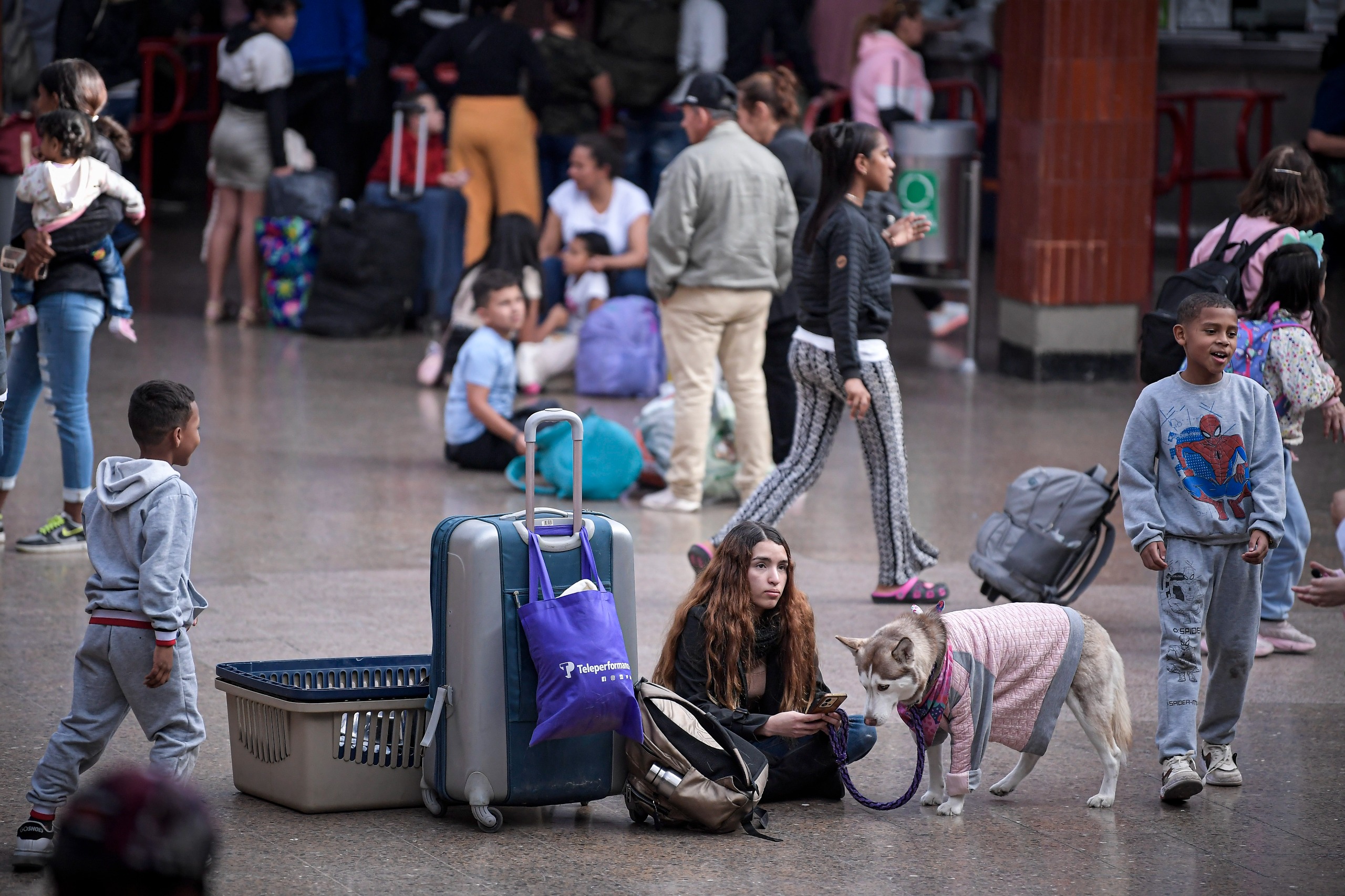 ¿Qué se debe hacer para viajar con mascotas en Colombia?
