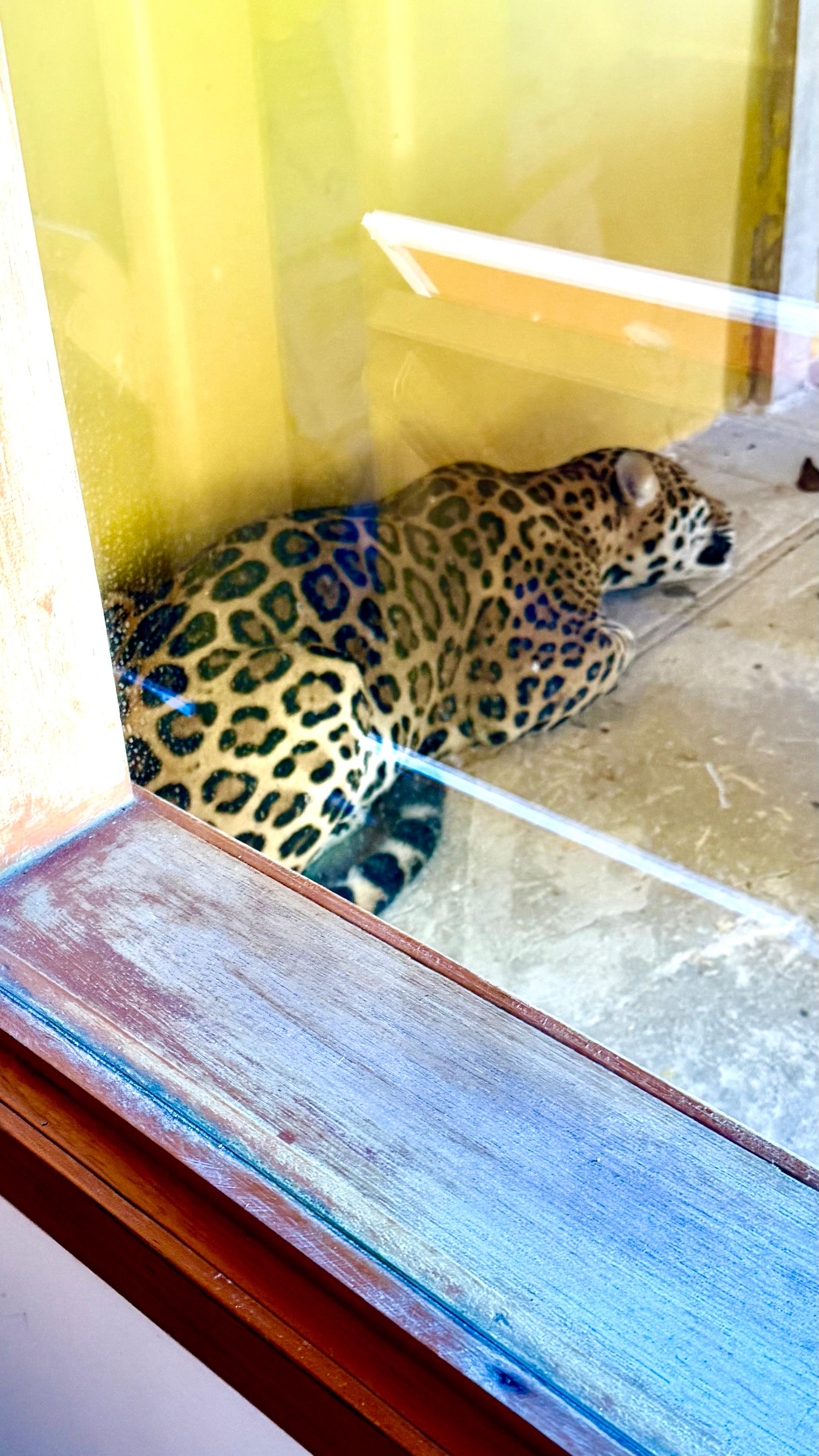 Así fue el rescate del jaguar que amaneció en la Universidad Nacional Sede Amazonía