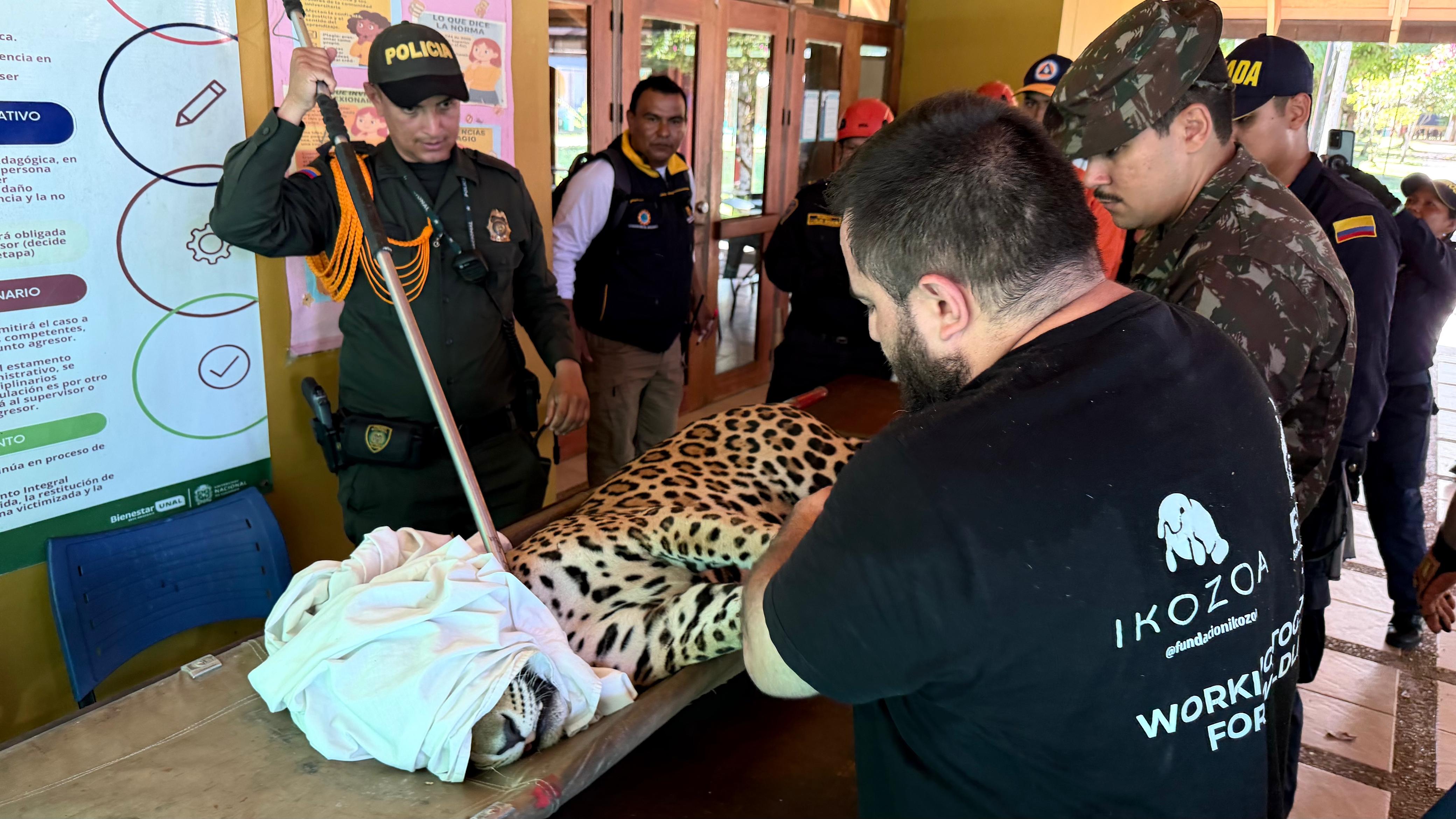 El jaguar permanece en las instalaciones de Corpoamazonia bajo supervisión profesional.