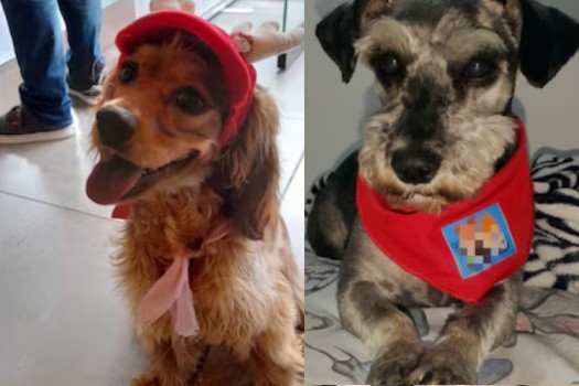 Responsables de muerte de dos perros en Bogotá fueron condenados a prisión
